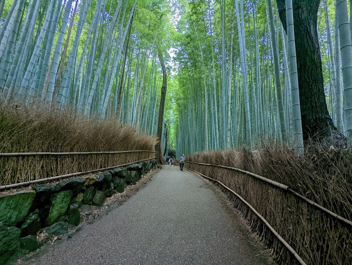 Arashiyama Bamboo Forest