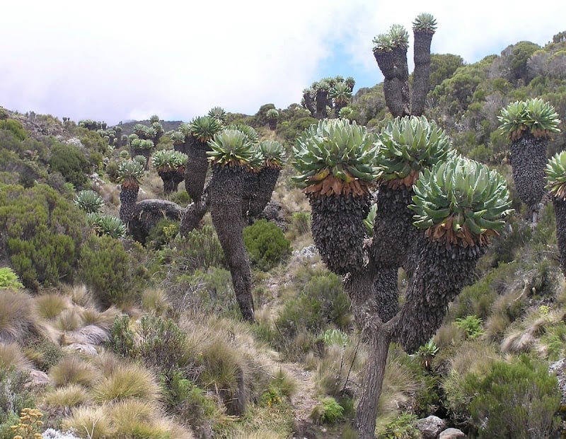 Mt Kilimanjaro