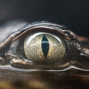 Glimpse of Us - Song
