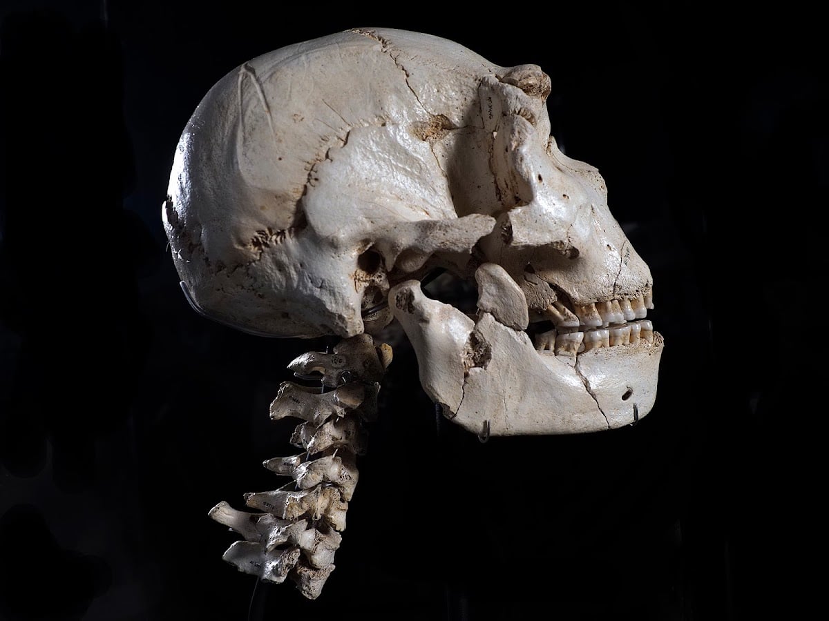 Museo de la Evolución Humana (MEH) - Burgos