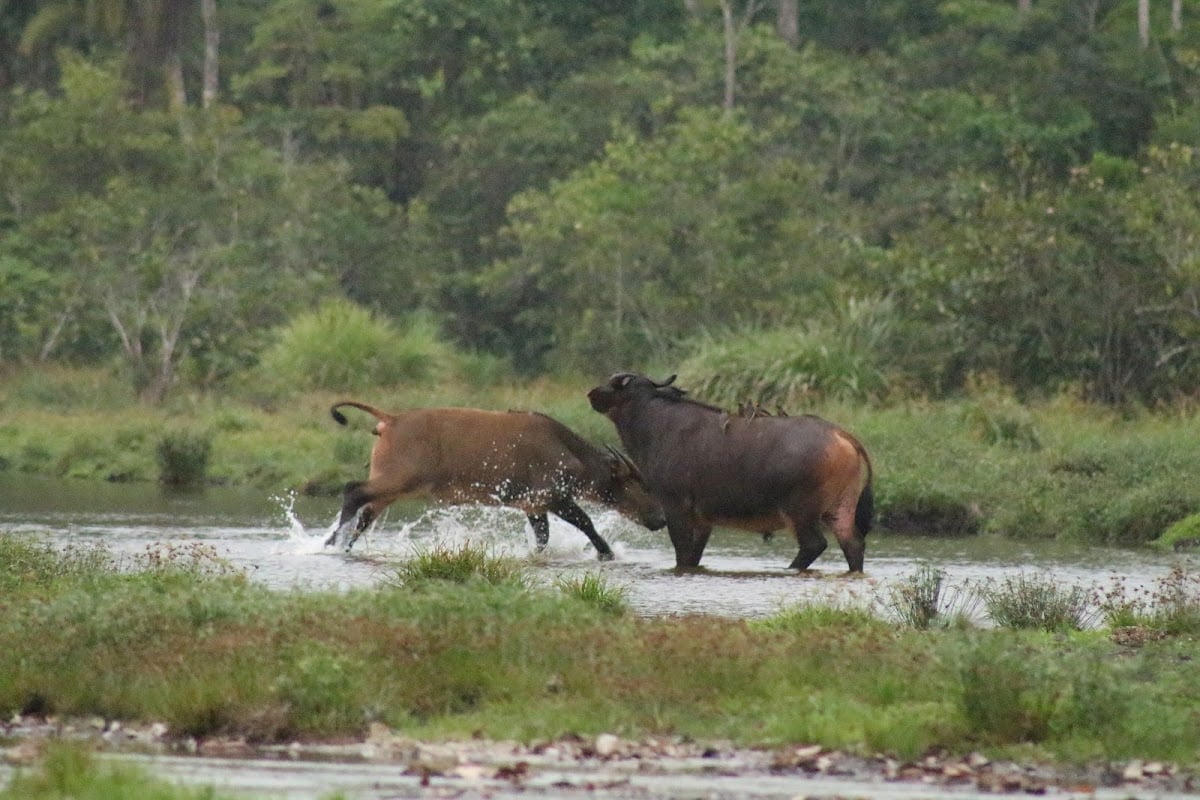 Odzala-Kokoua National Park - Congo