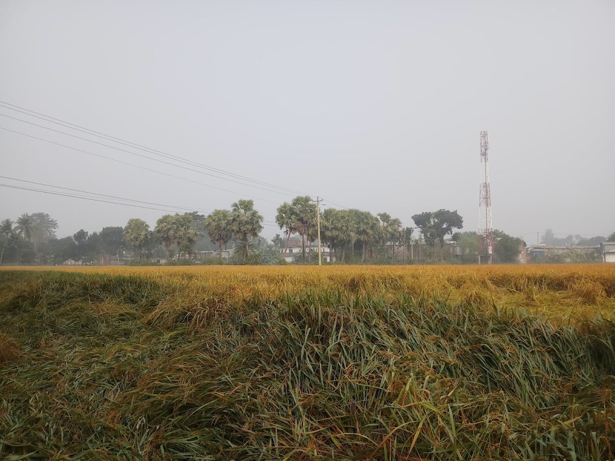 Ferighat, Manda, Naogaon - Poschim Ferighat, Proshadpur