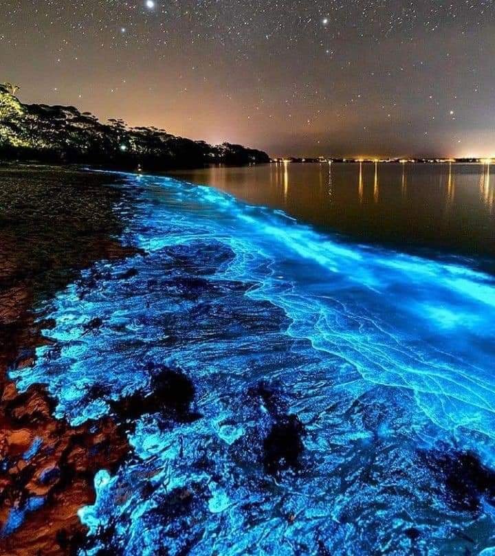 Bioluminescent Bay