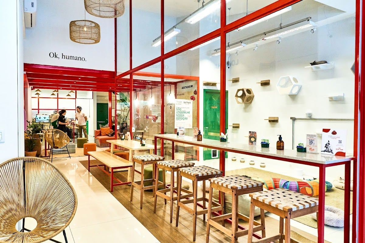 gato pingado cat café
