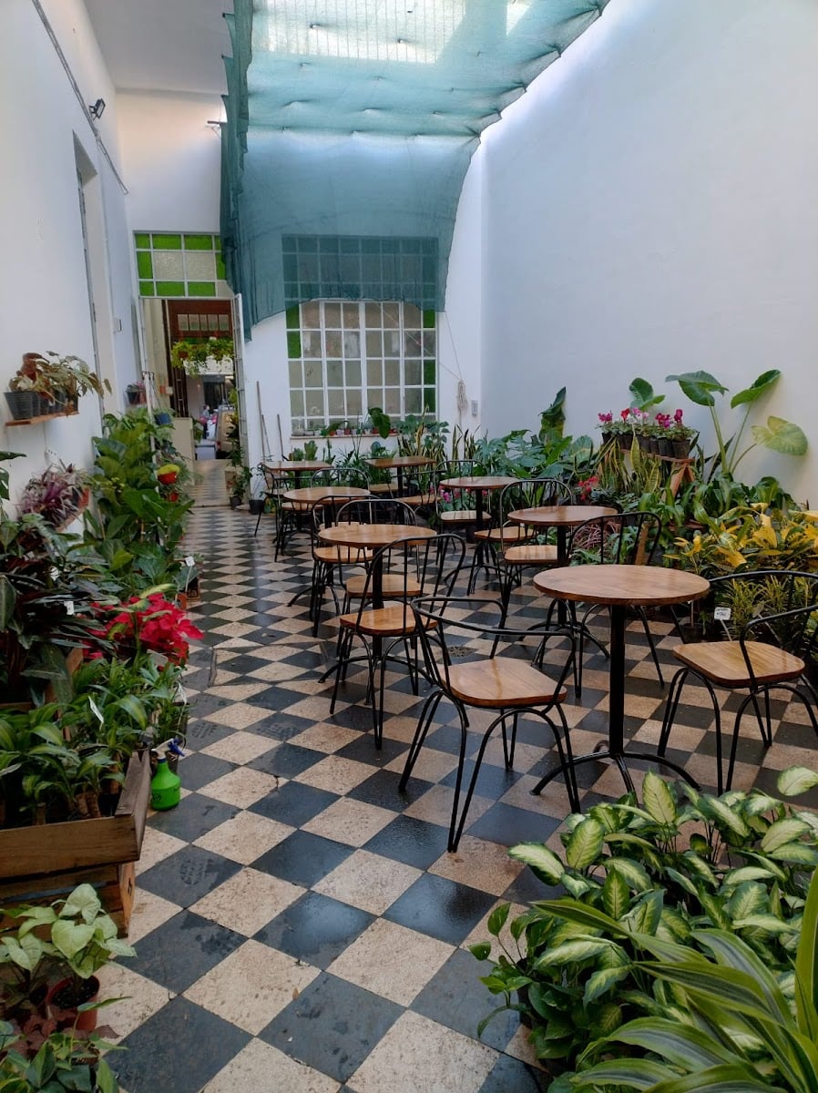 Vivero Café Begonia