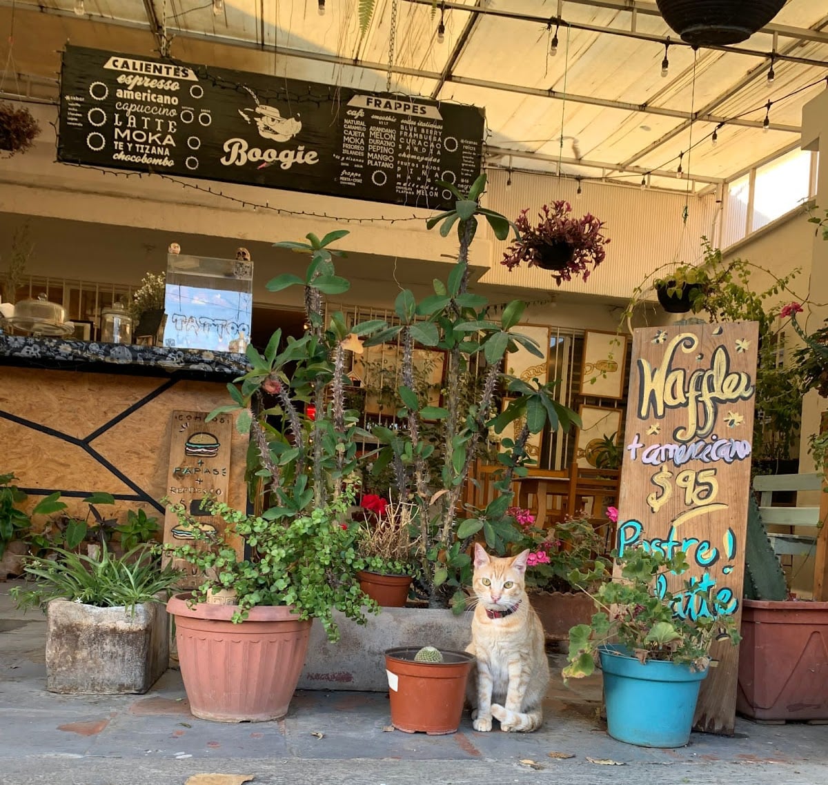 Boogie Café - Librería - Gatos, libros y un ambiente súper agradable