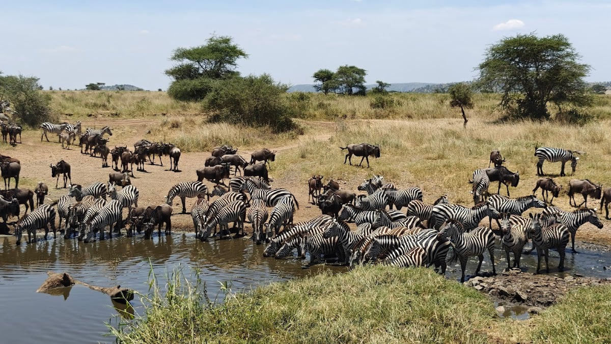 Serengeti National Park - tanzania