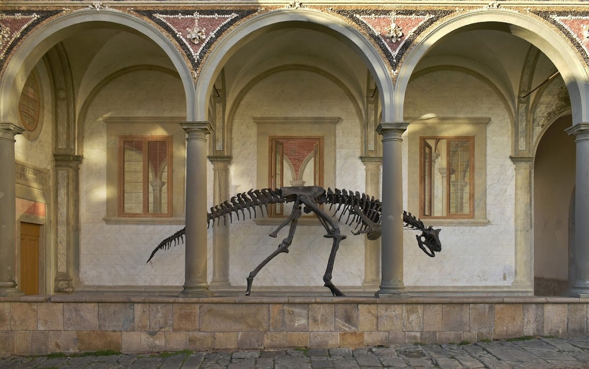Museo di Storia Naturale Università di Pisa