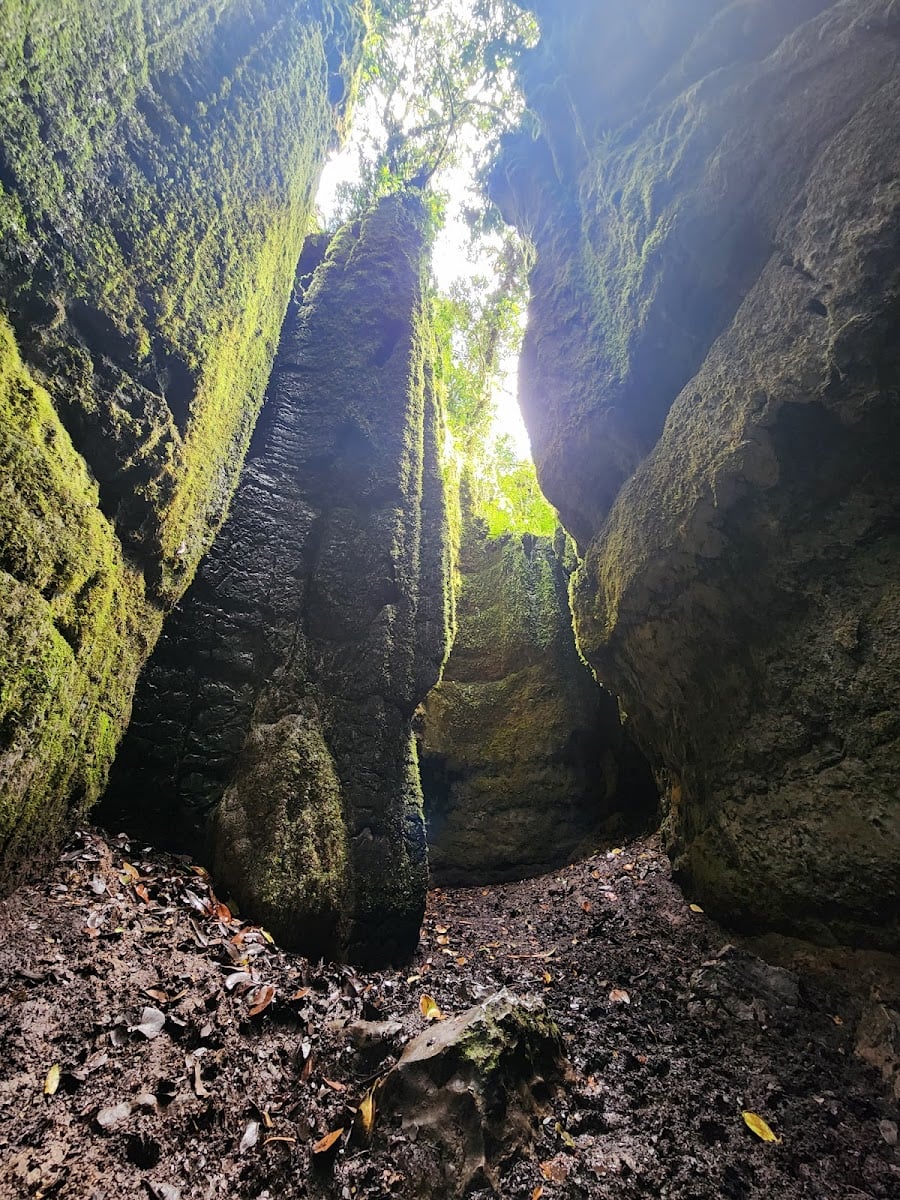 Bosque de Pandora