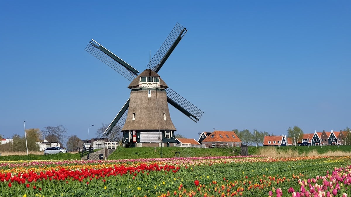 Tulip fields