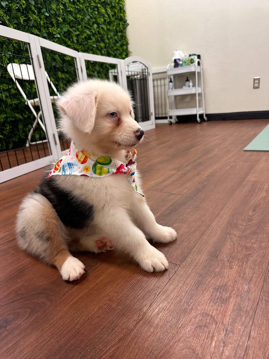 ⋆.˚ puppies & yoga ⋆.˚୨୧