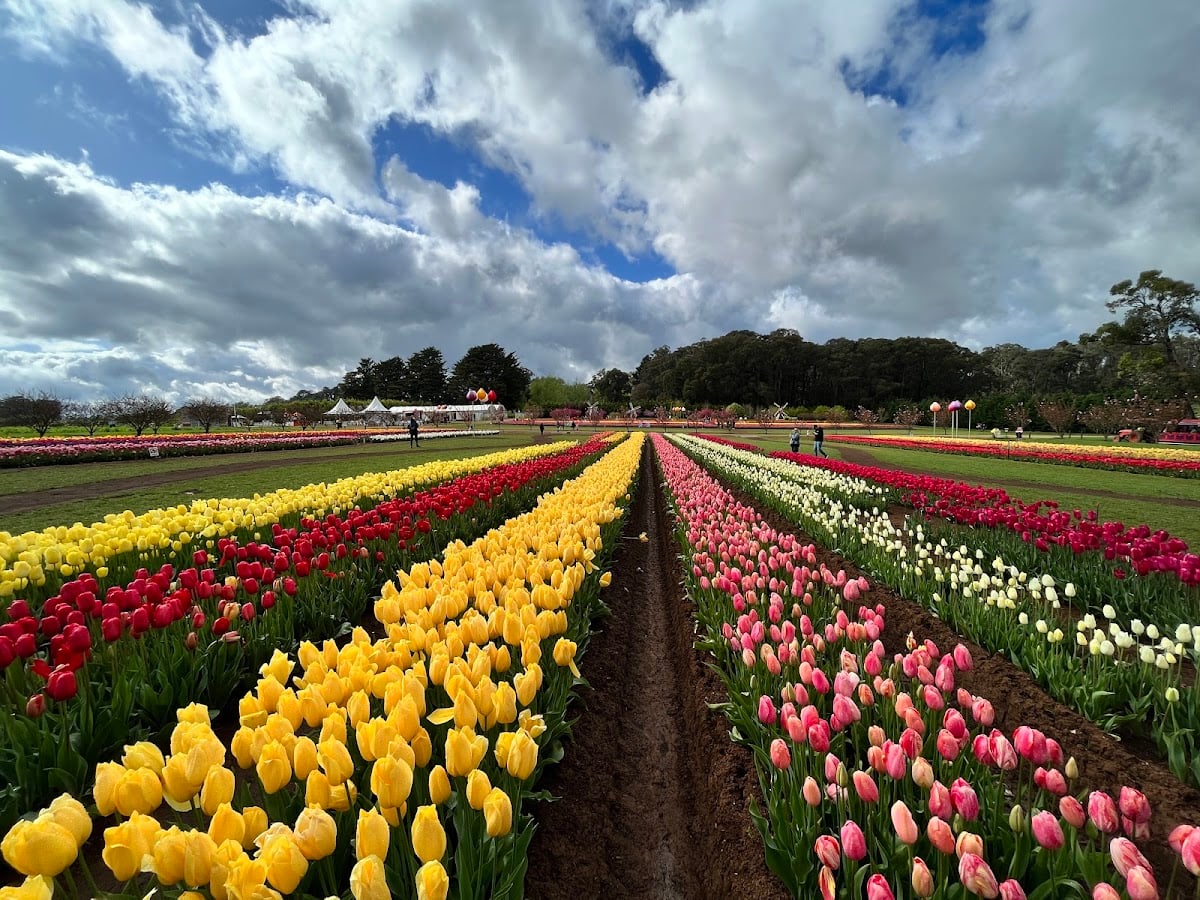 Tesselaar Flower Farm