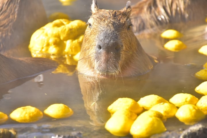 伊豆シャボテン動物公園 - サボテン狩り🌵