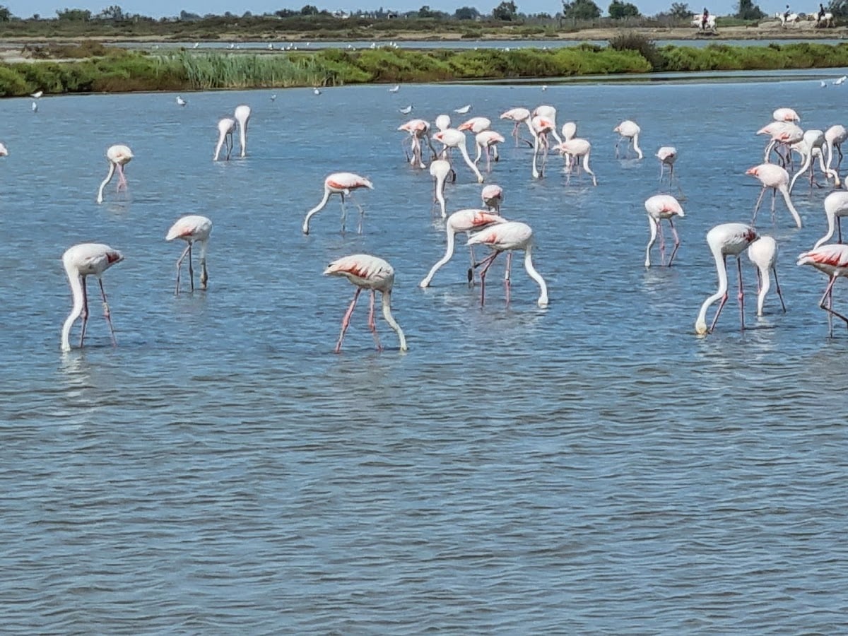 Camargue Regional Nature Park