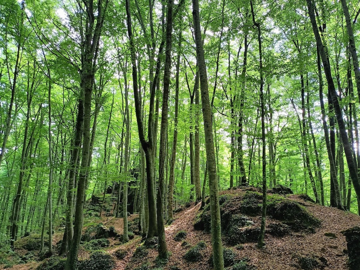 Fageda d'en Jordà - Ruta en Caballo + BBQ