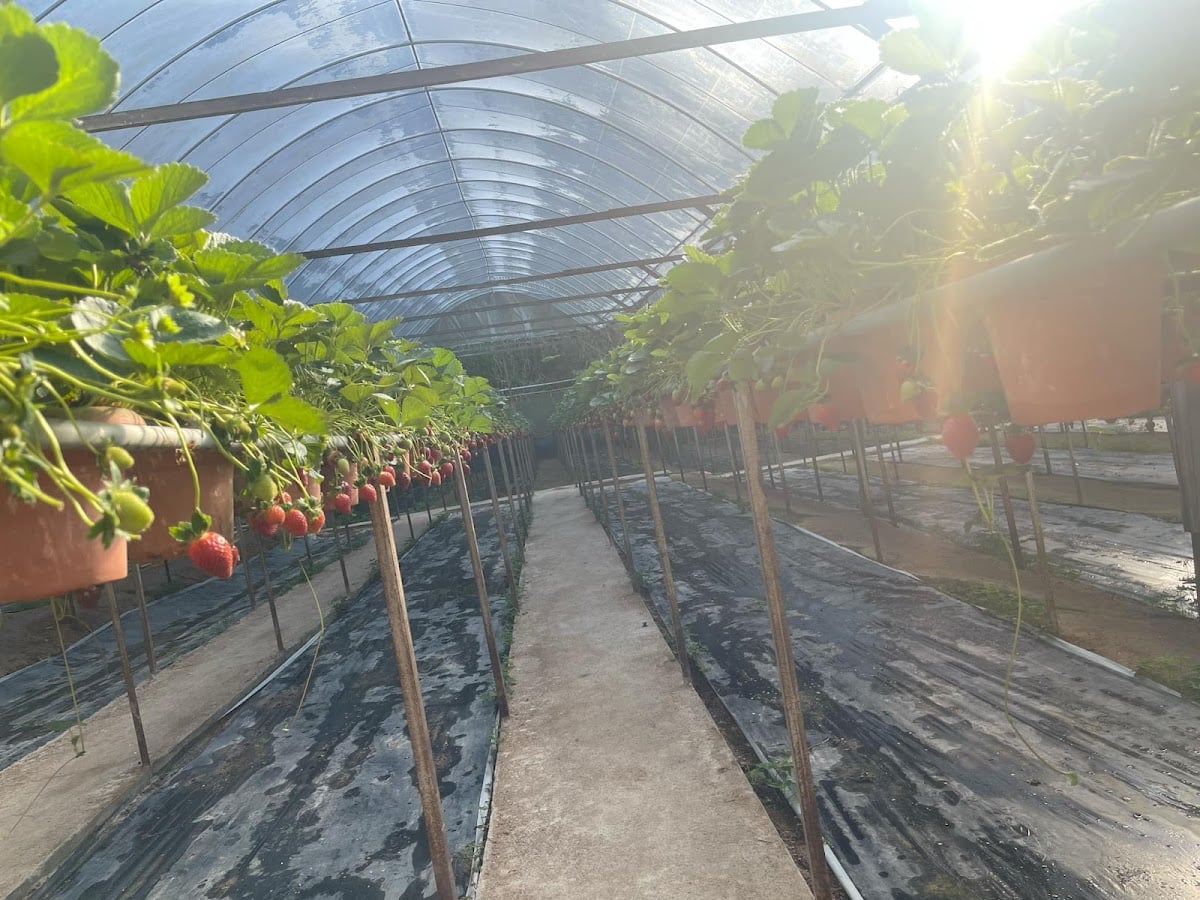 Strawberry farm