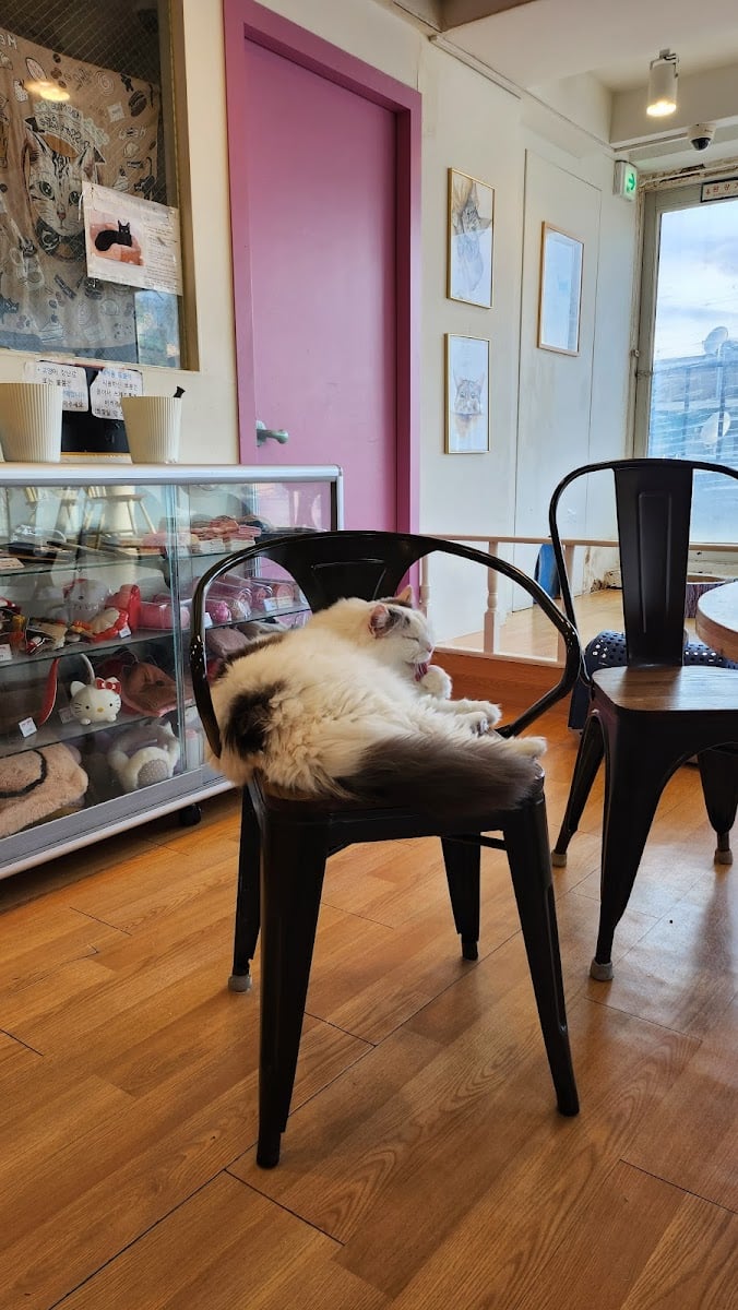 Cat Cafe Walking in the Sky