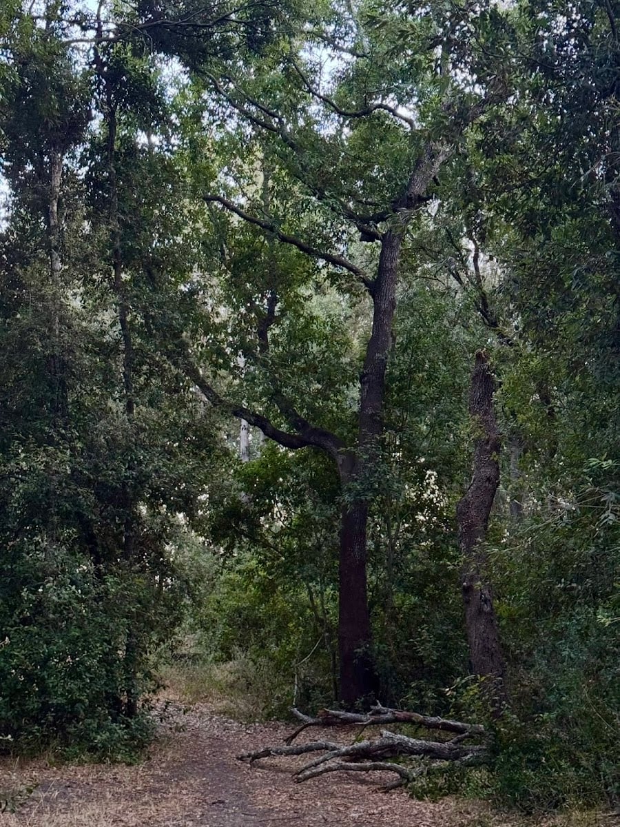 Bosco Colemi Tuturano