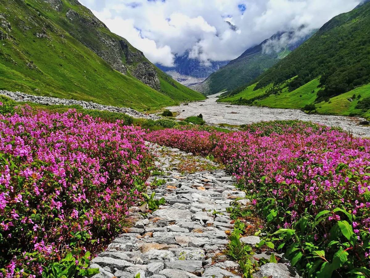 Valley of Flowers National Park