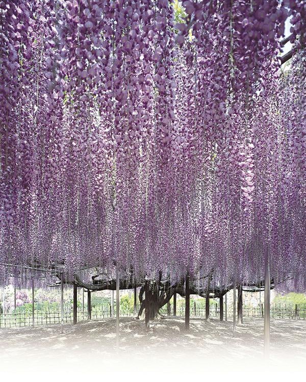 Ashikaga