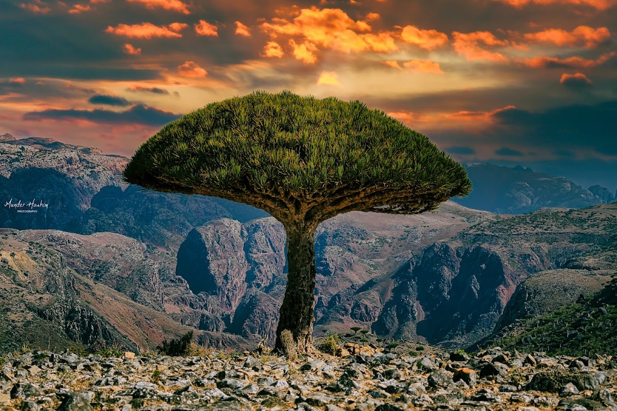 Socotra Island