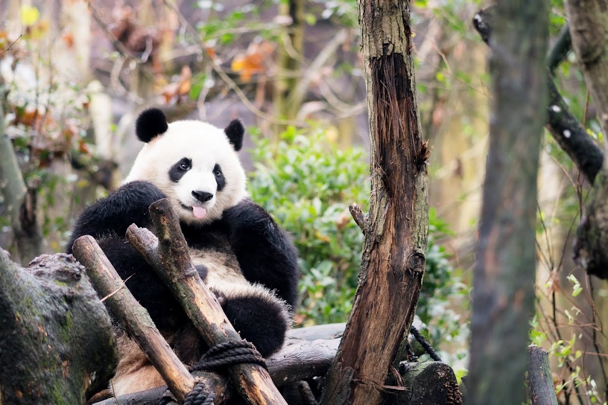 Chengdu Research Base of Giant Panda Breeding