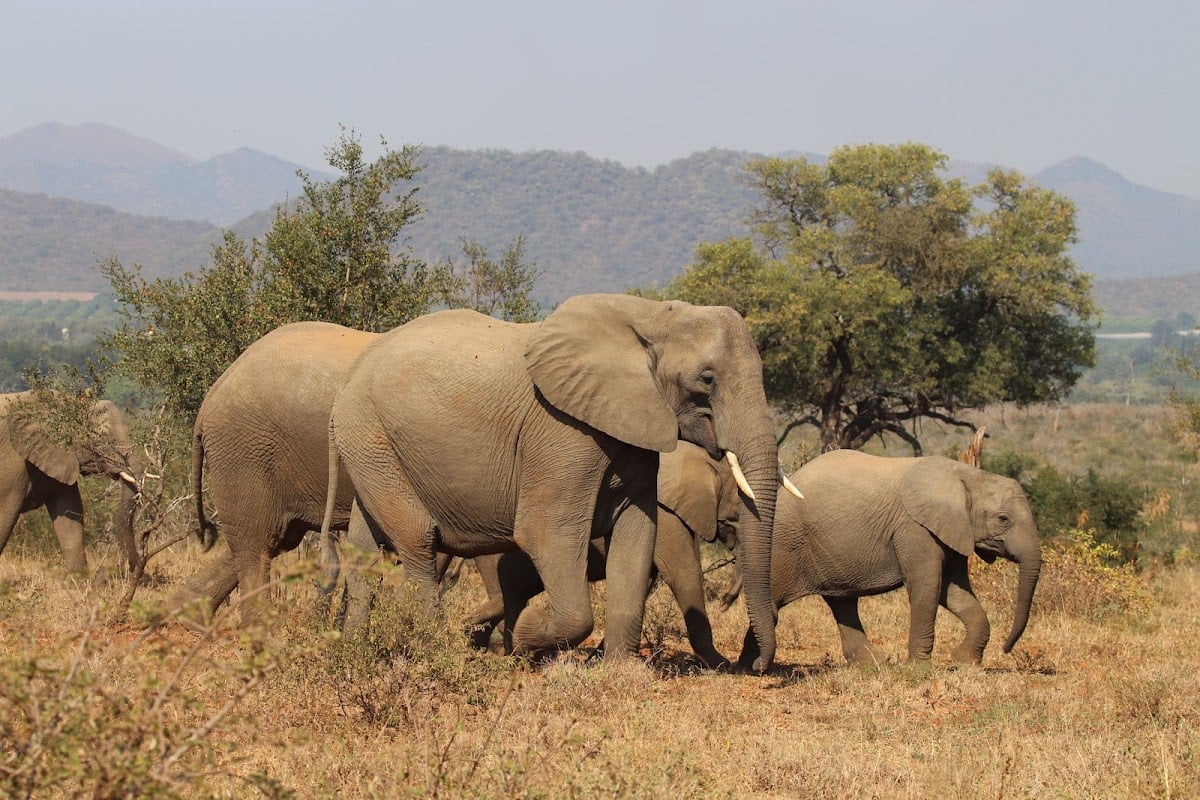 Kruger National Park