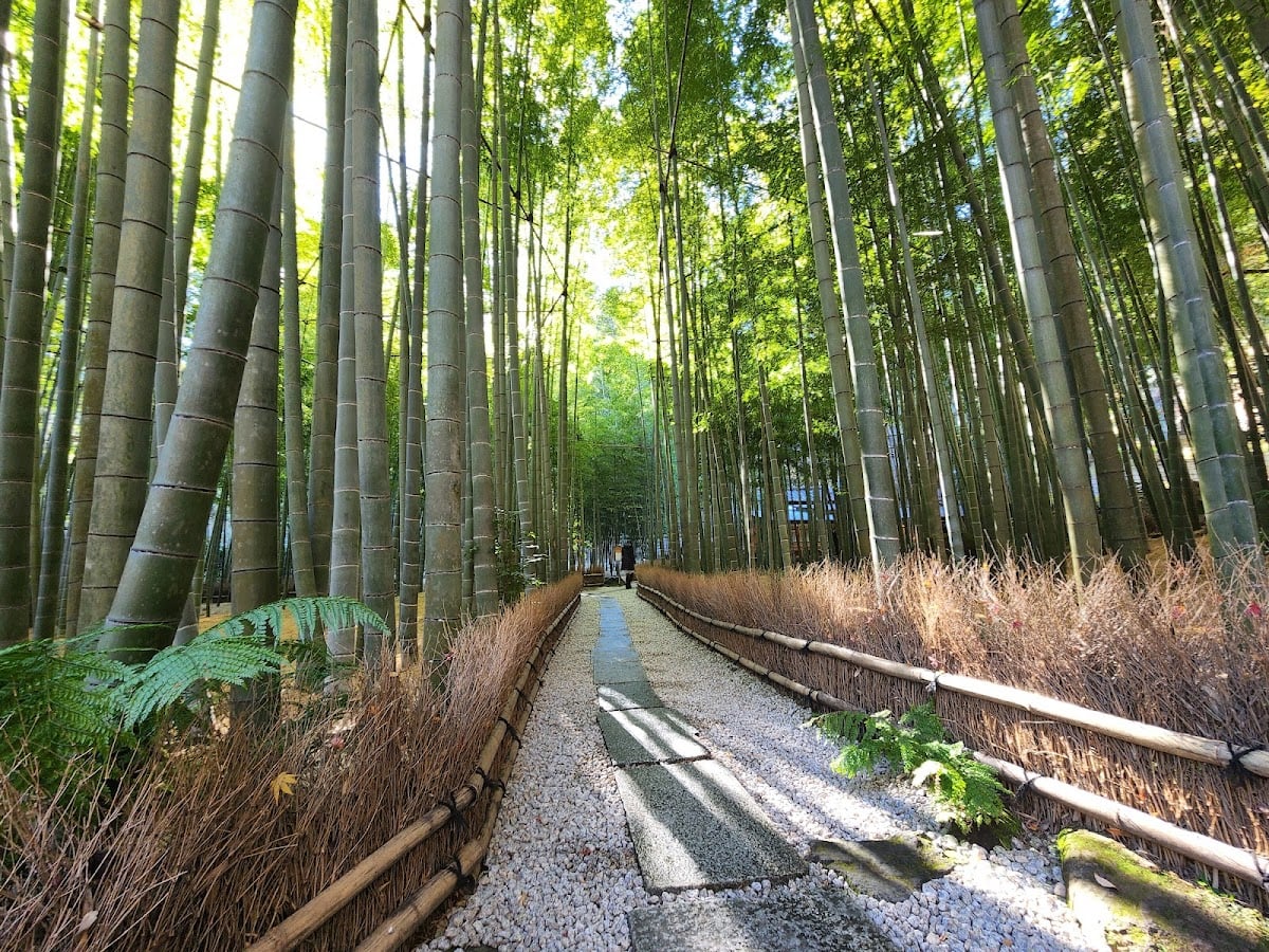 Hokokuji Bamboo Forest