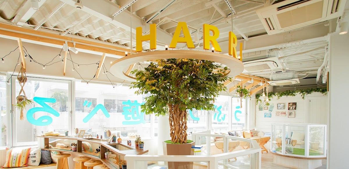 HARRY HARAJUKU terrace otter cafe