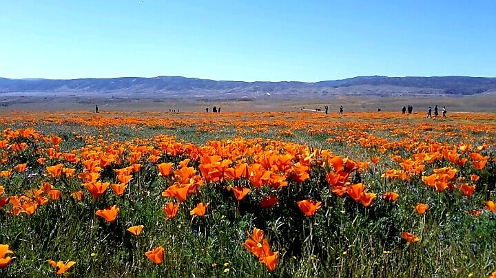 Antelope Valley