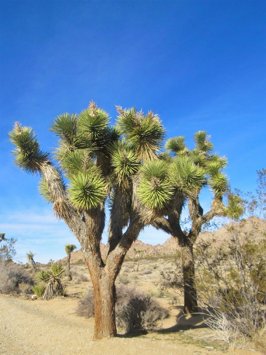 Joshua Tree - 2 jours