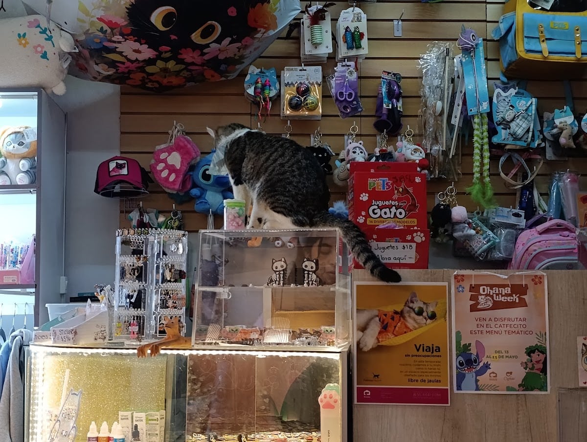 Catfecito