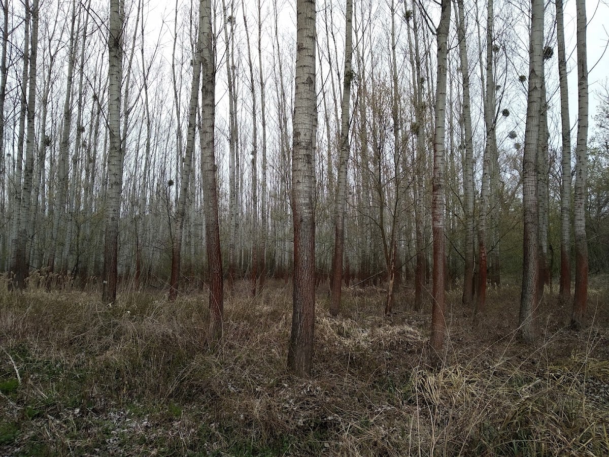 CHA Pečniansky forest