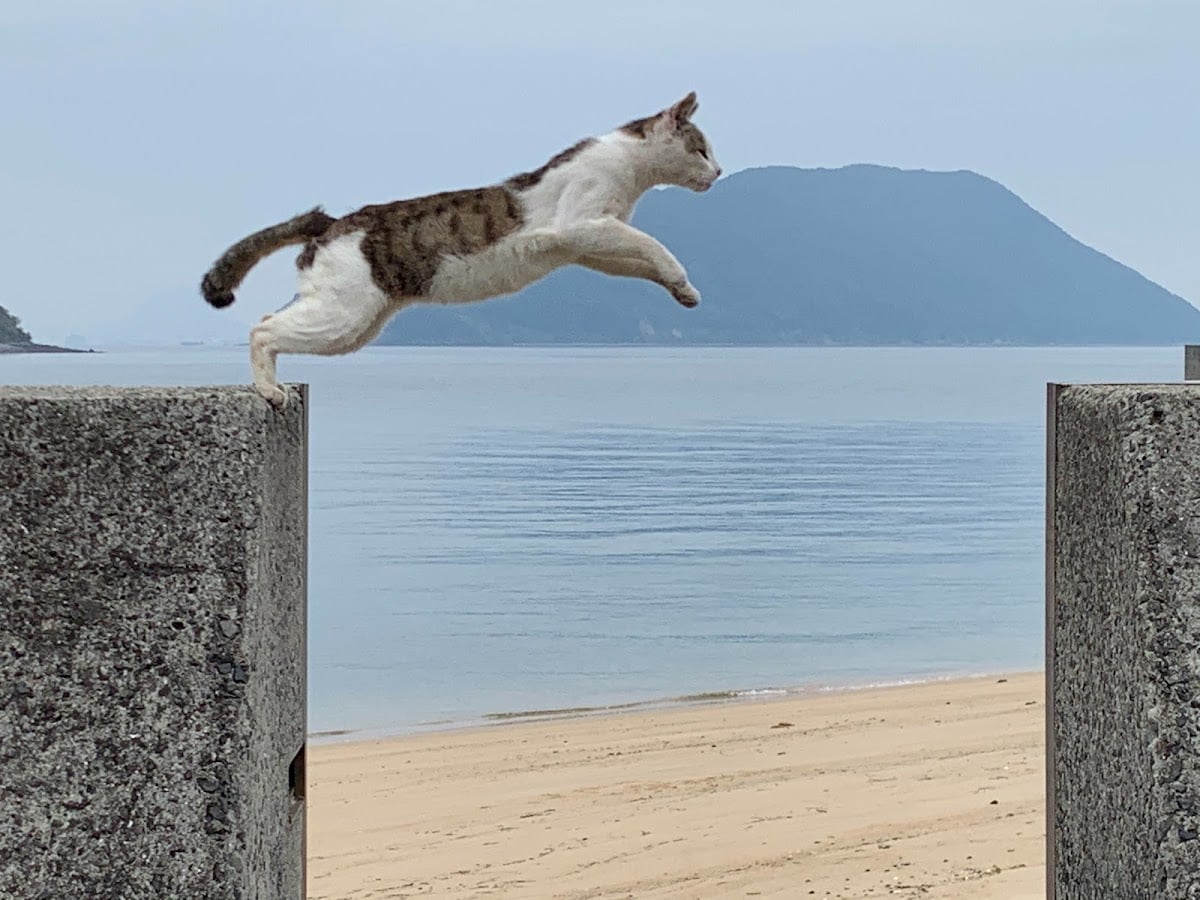 佐柳島