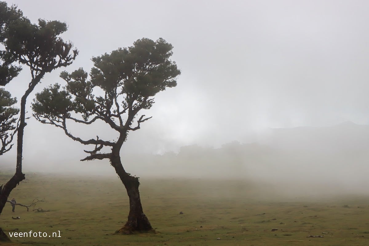 Fanal Forest - madeira