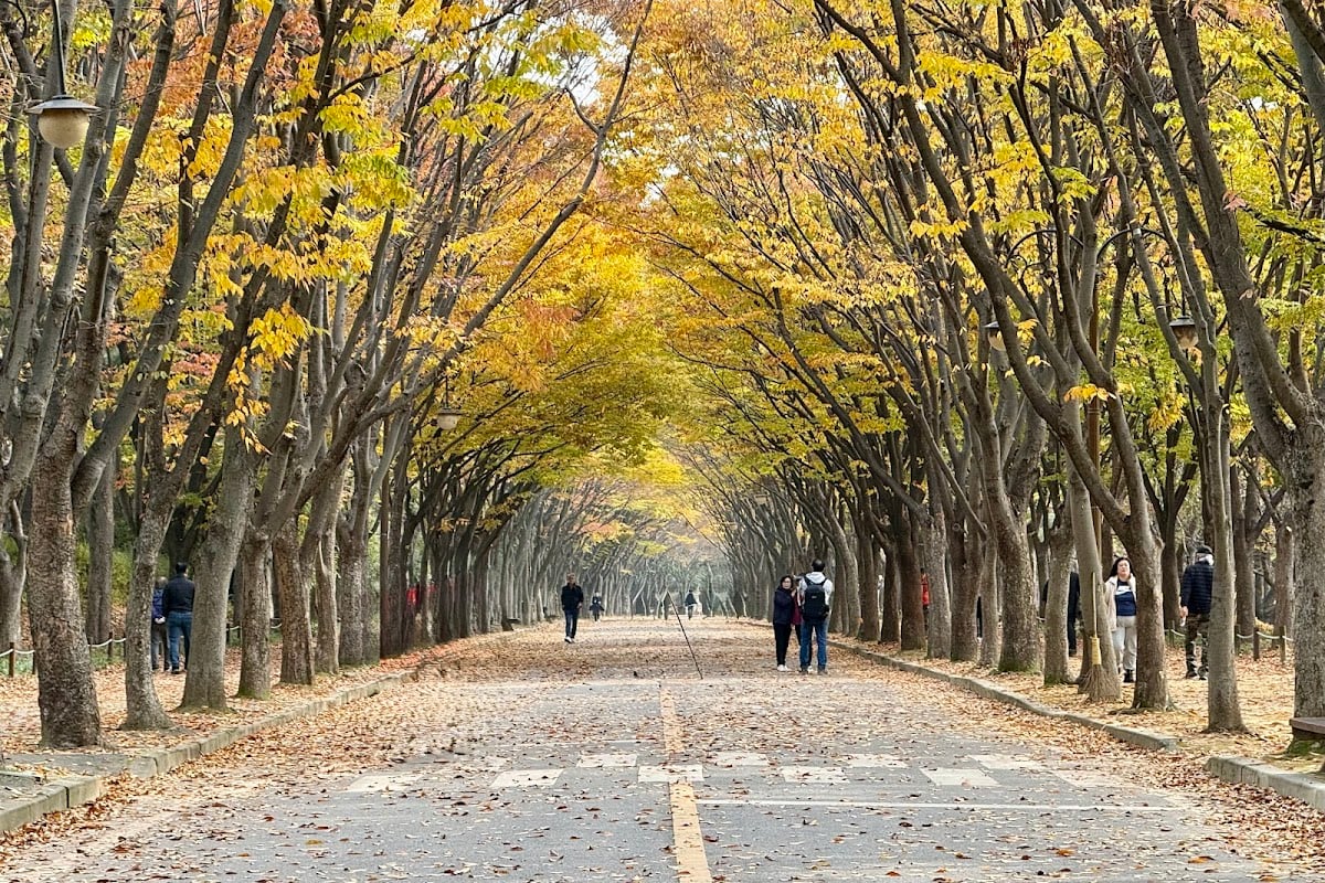 Incheon Grand Park - Cherry Blossom