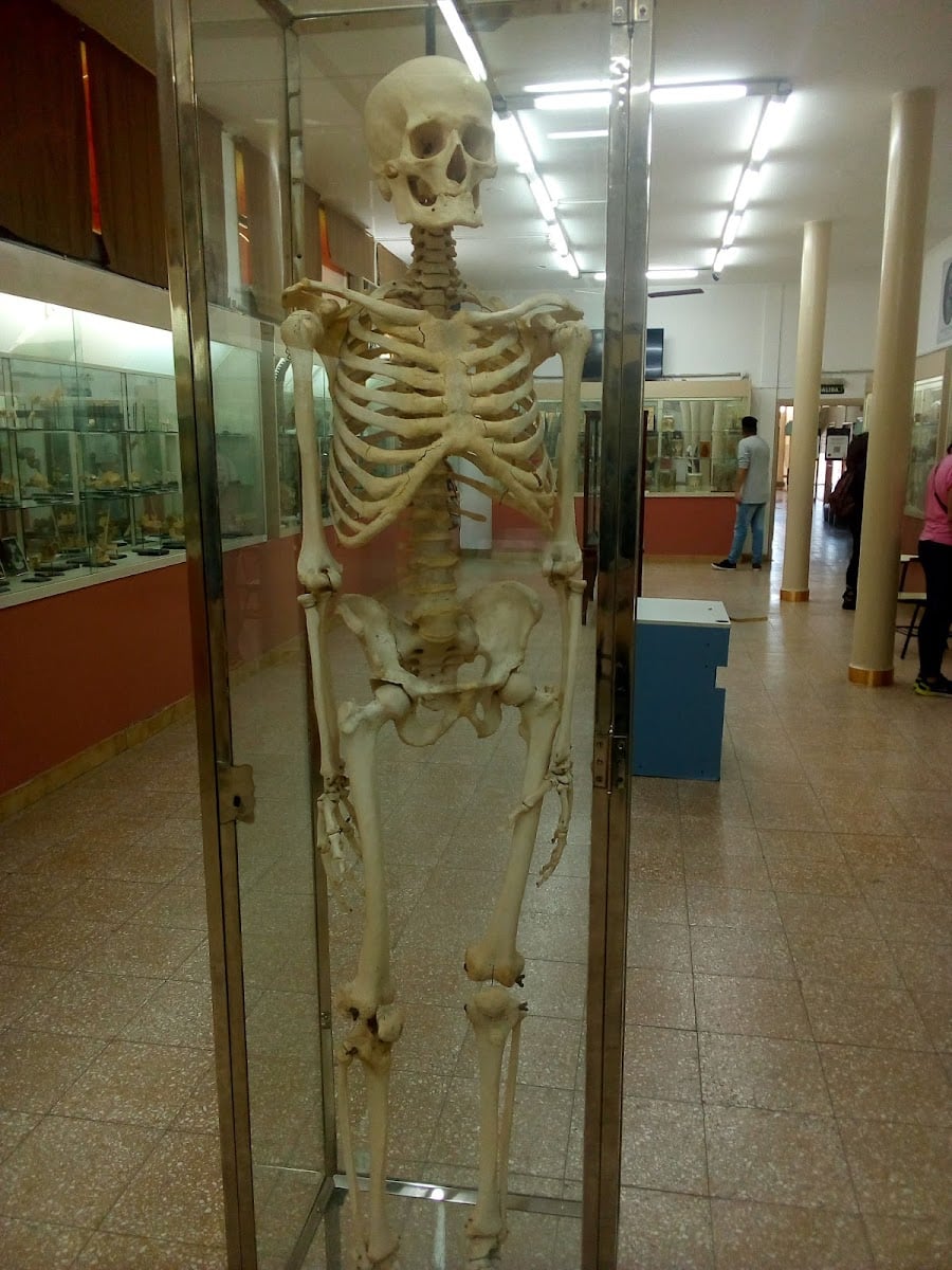 Museo Anatómico "Pedro Ara" | F.C.M.