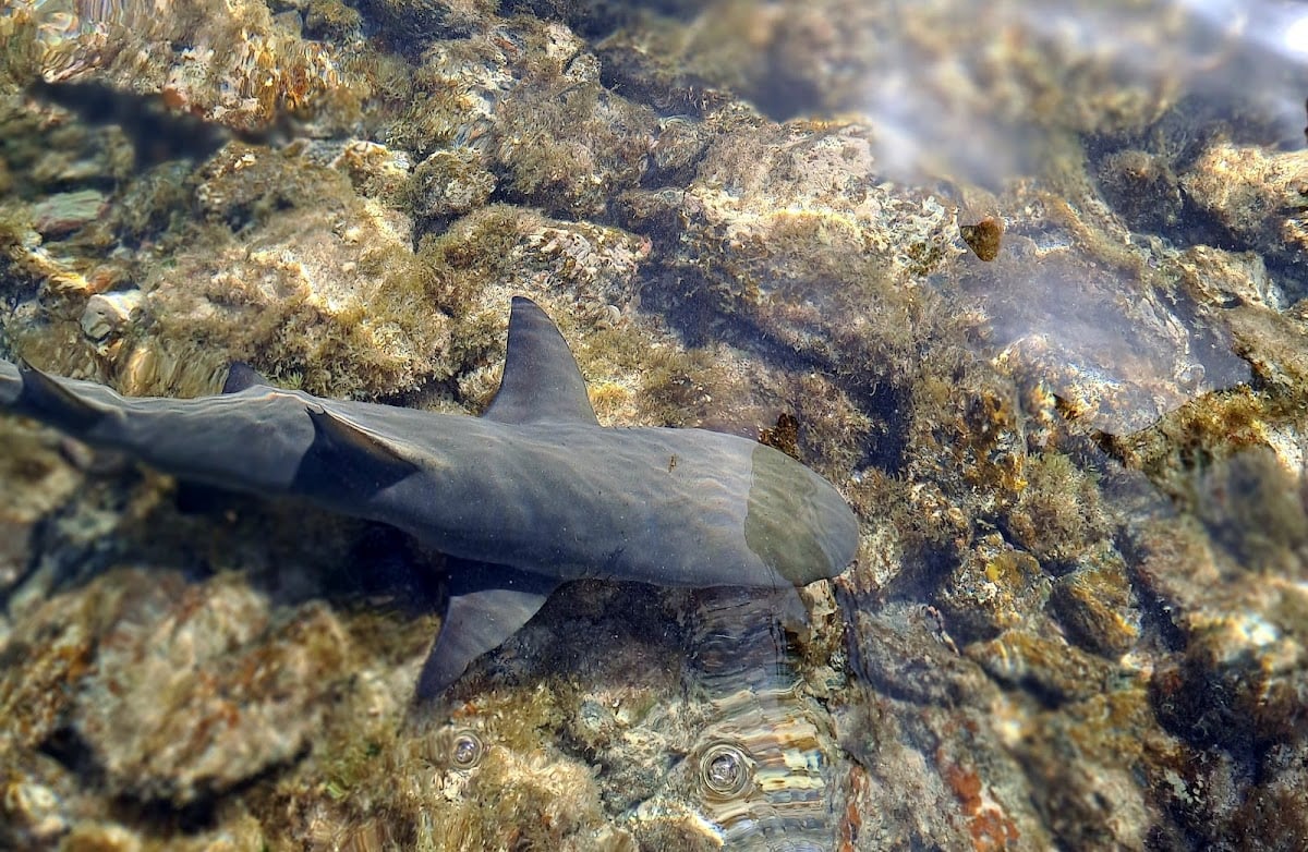 Shark Bay