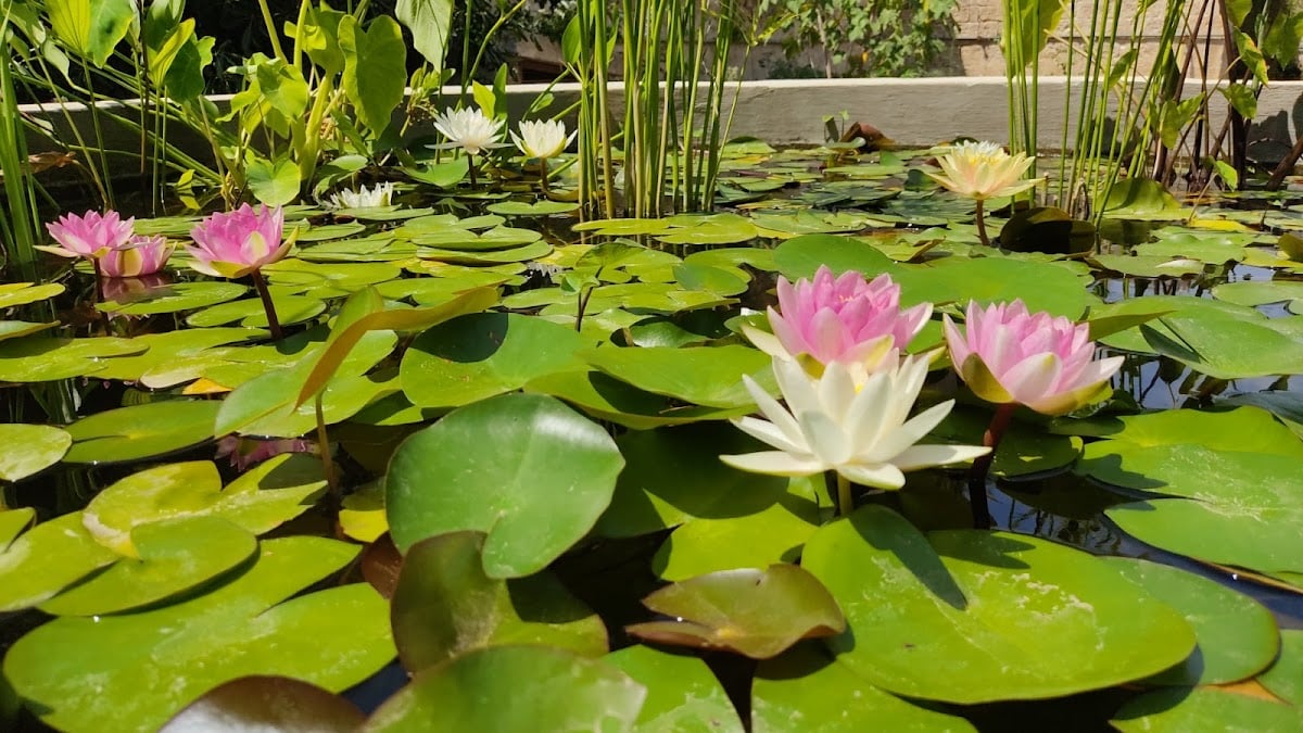Giardino Botanico Veneziani