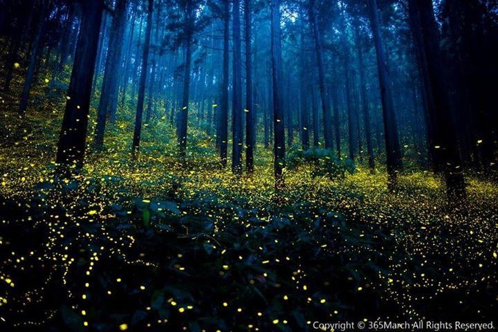 Fireflies Festival 