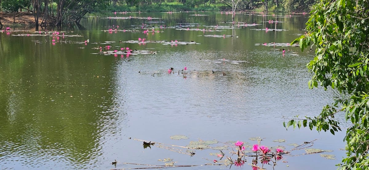 Lower Ambalipura Lake