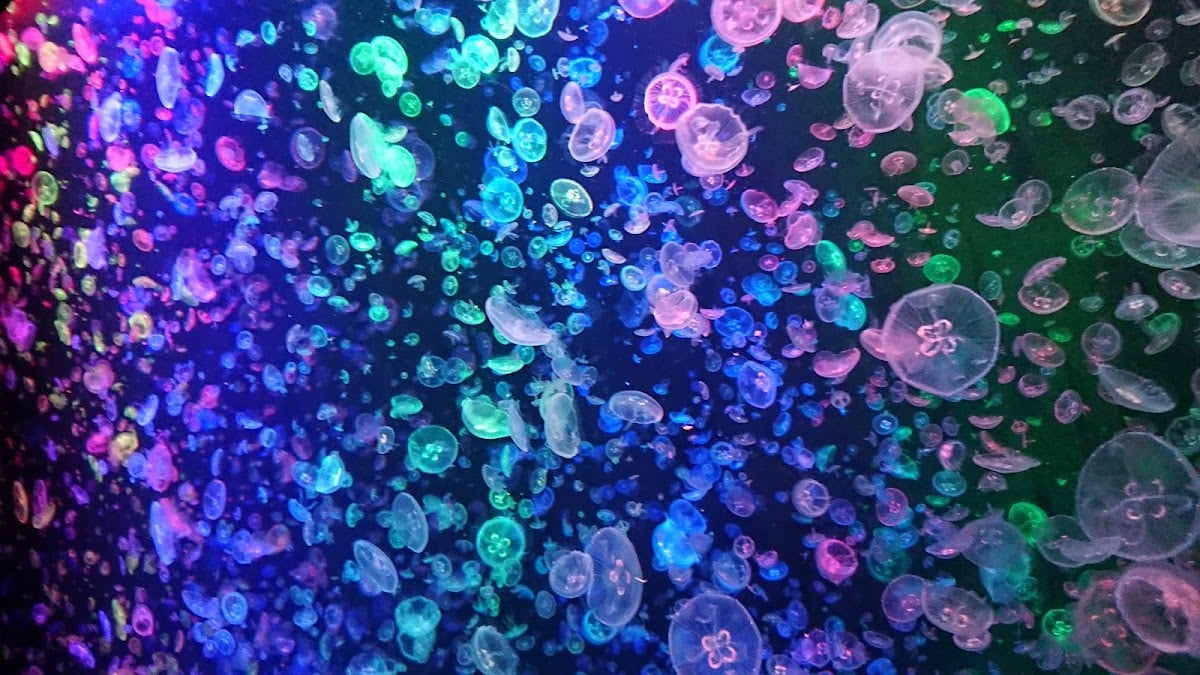 鶴岡市立加茂水族館
