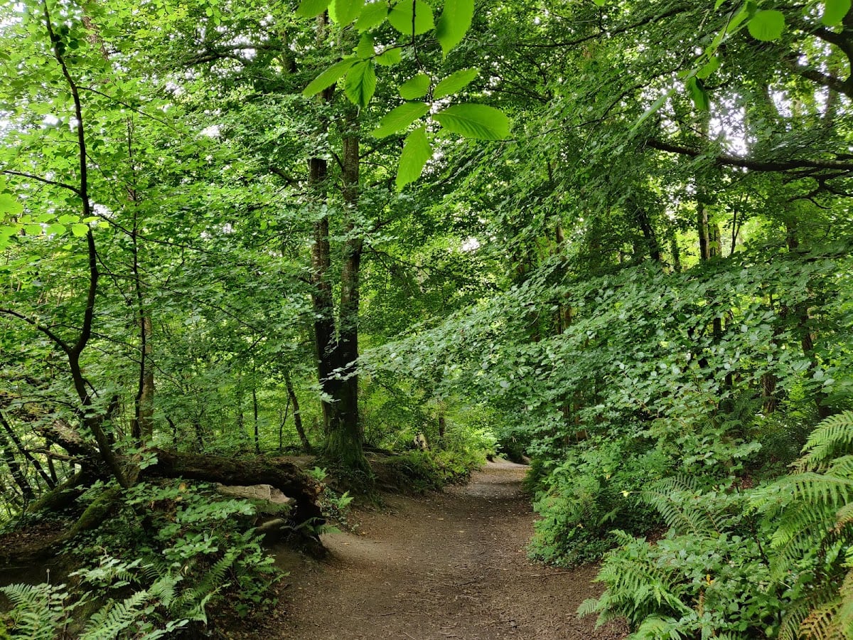 Knocksink Wood