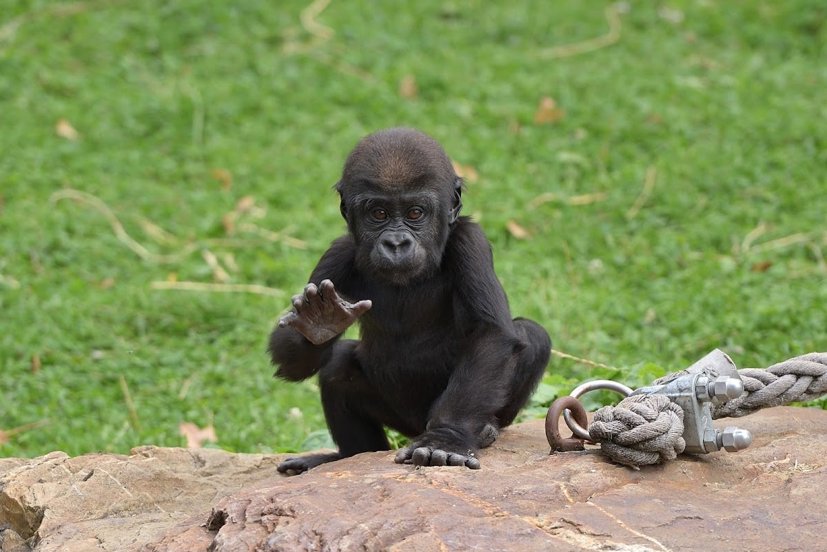 Zoo Krefeld gGmbH