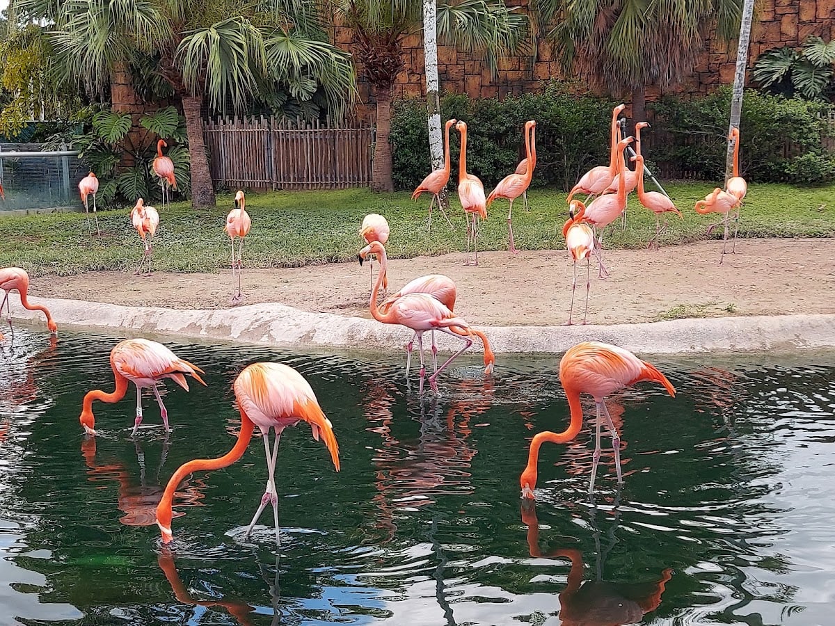 Zoo Miami