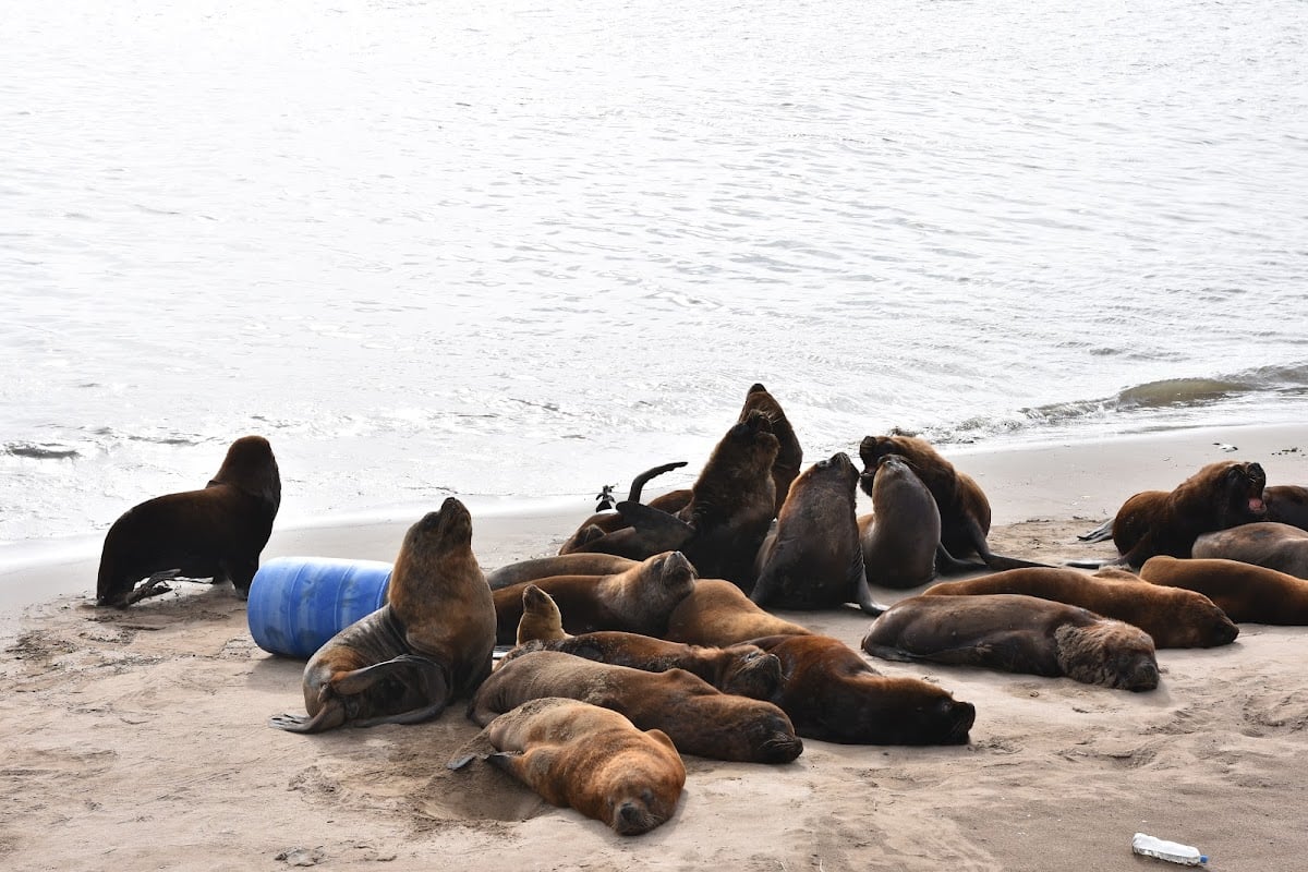 Reserva de lobos marinos del puerto de Mar del Plata