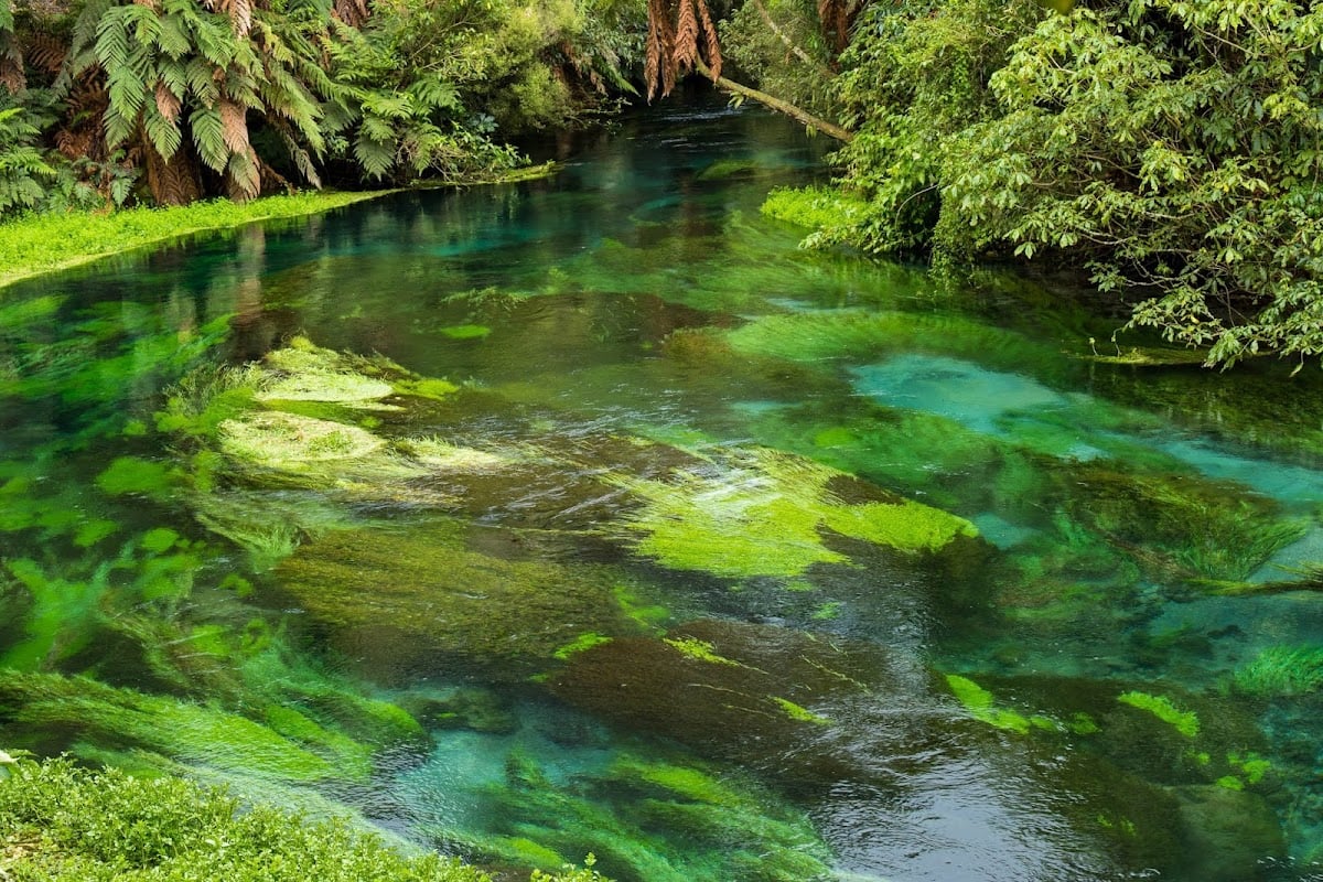 Te Waihou Blue Spring - Nouvelle Zélande