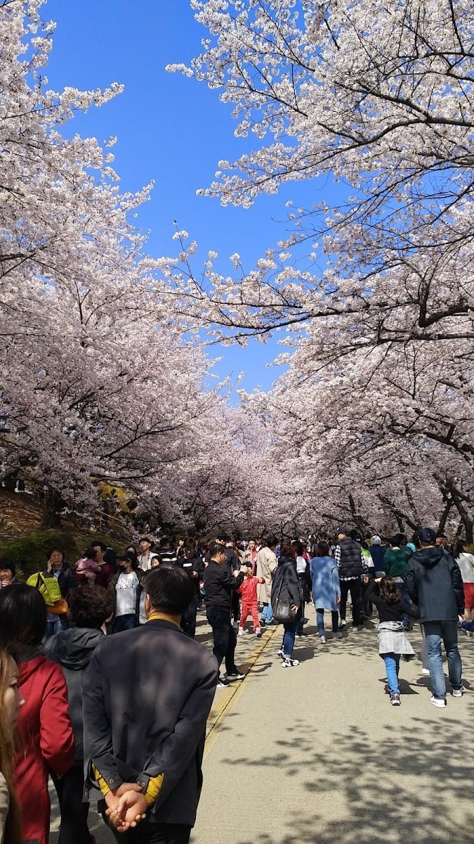 Sinsoek sports park - Cherryblossom