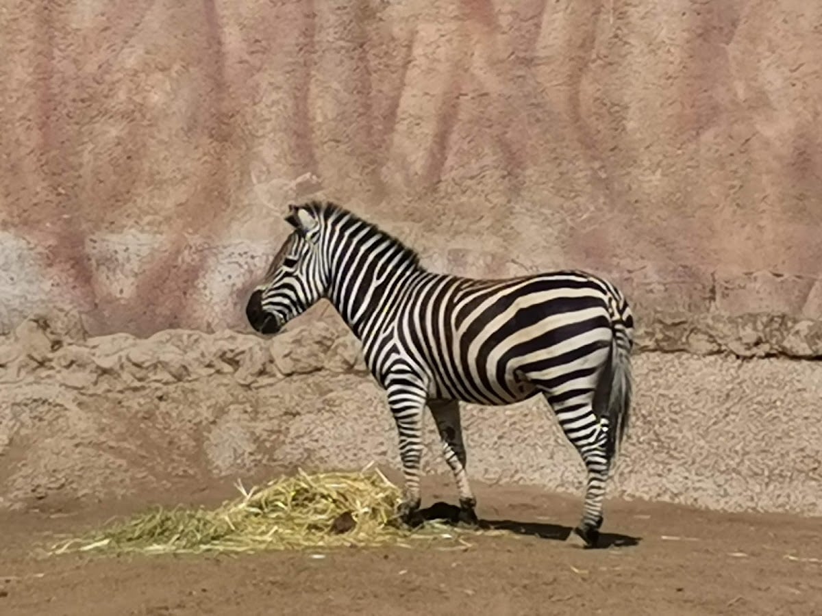 Zoológico San Juan de Aragón
