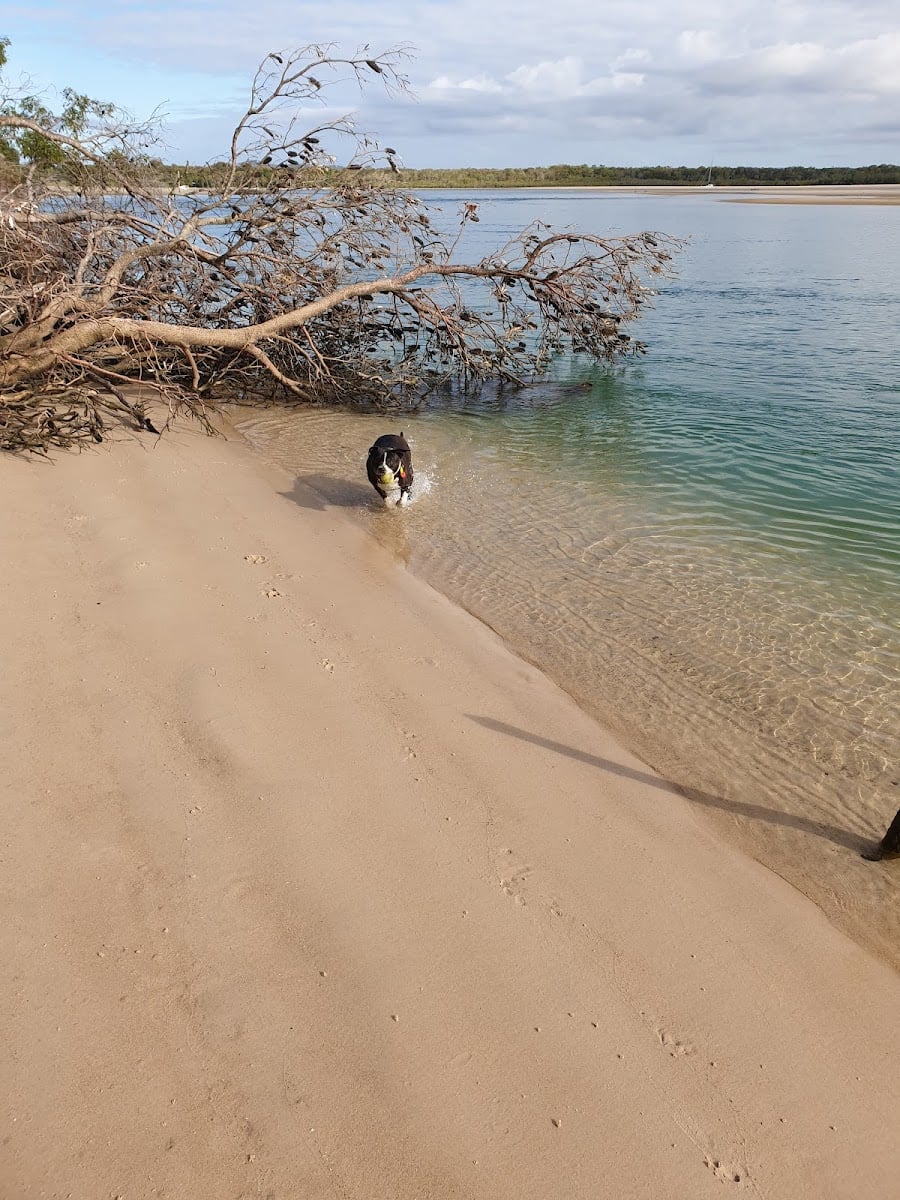 Doggy Beach
